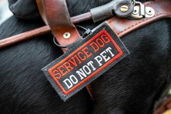 Service dog harness