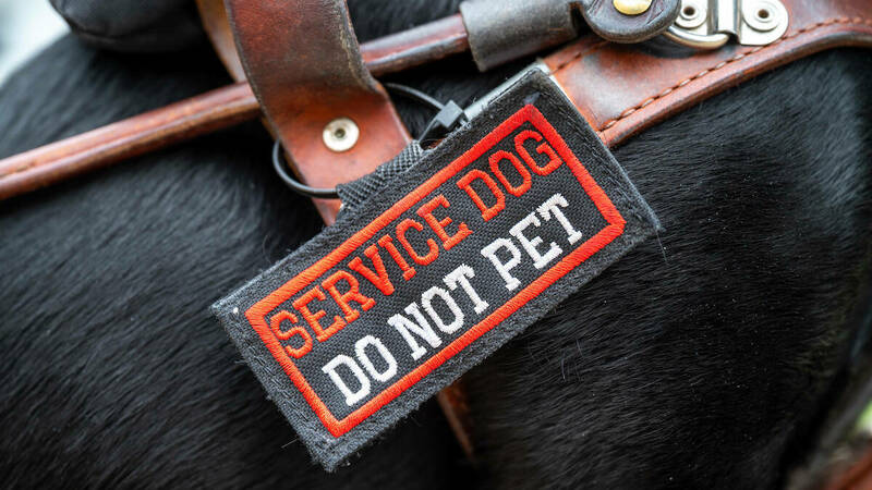 Service dog harness